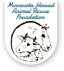 What are some animal rescue organizations in Minnesota?