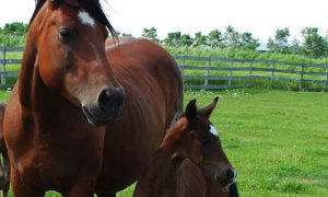 mare and foal
