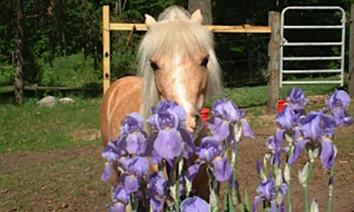 horse with purple flowers