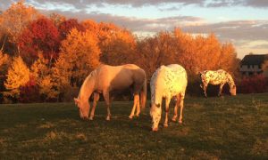 three horses at sunset