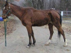 slender james intake