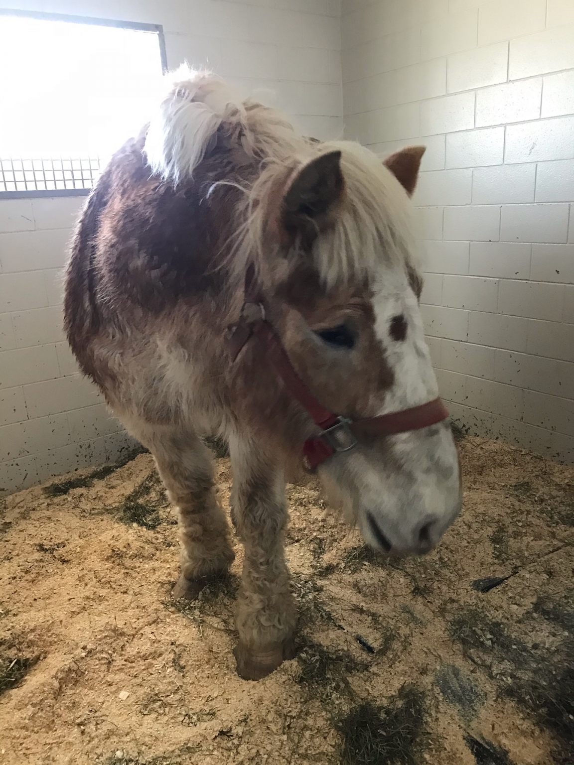 28190 Minnesota Hooved Animal Rescue Foundation