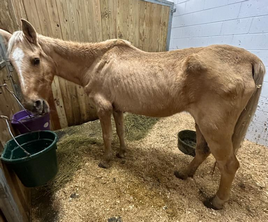 Paige website late oct 2025