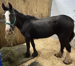 Ricochet oct 2025 website